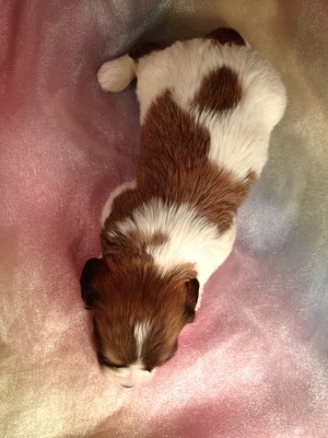 Male Cavachon Puppy for sale $575 | Iowa Breeder shipping available